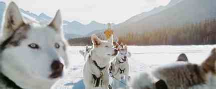 Drive-your-own-sled-of-dogs-on-a-dogsledding-adventure-at-Spray-Lakes