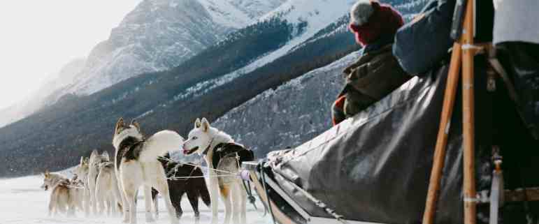 Drive-your-own-team-of-dogs-on-a-dogsled-tour-at-Spray-Lakes